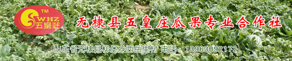 无棣岳里村五皇庄西瓜